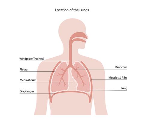 Location of the Lungs