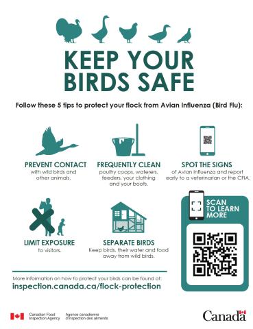 Keep Your Birds Safe Poster Pictures of 5 tips on how to protect your flock from Avian Influenza (Bird Flu)