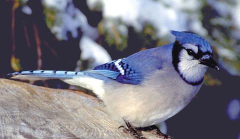 blue jay Blue jay