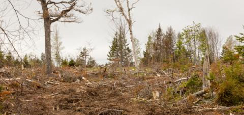 image of fallen trees in a forest