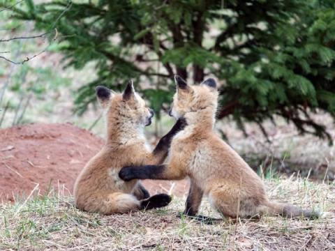 Two young foxes play in a field near a fox den.