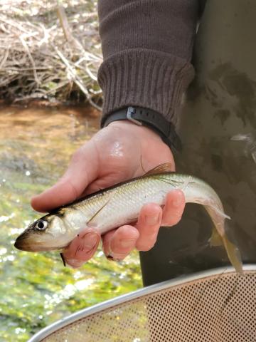 The hand of a person standing in a stream, holding a smelt