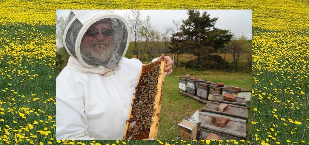 The photo shows beekeeper David MacNearny on a field of dandelions