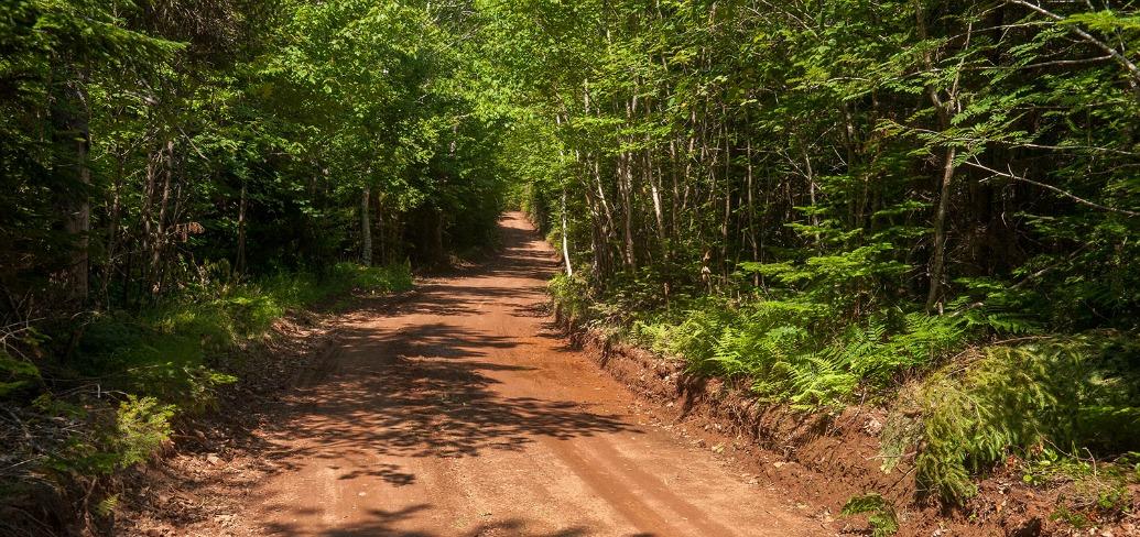 The photo shows a straight, wooded dirt road
