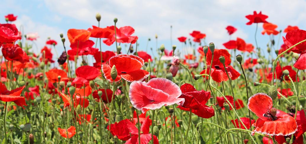 Image showing a field of poppies
