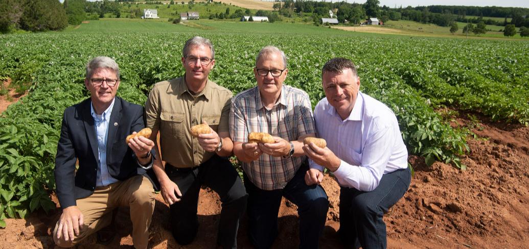 Four men side by side holding potatoes in a potato field