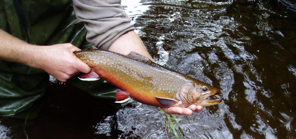 Tackling Climate Change Benefits Brook Trout