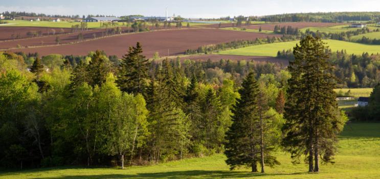 Forests of PEI
