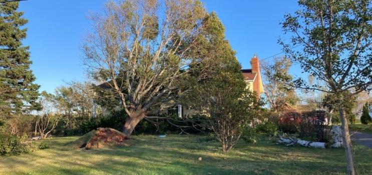 picture of a tree that has fallen on a house