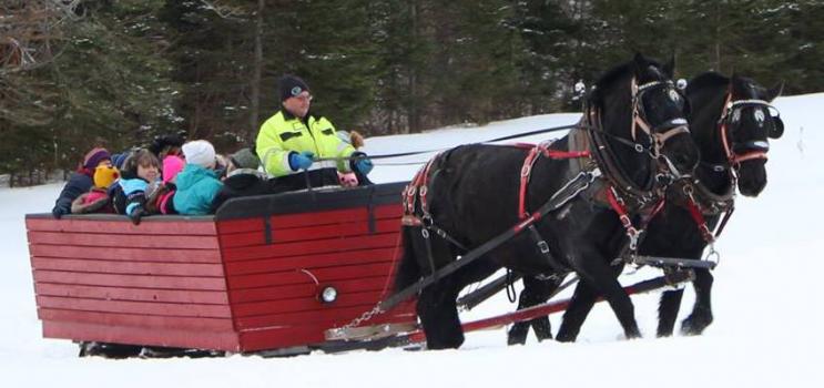 Horse and box sleigh at PEI Winter Woodlot Tour in Hazel Grove