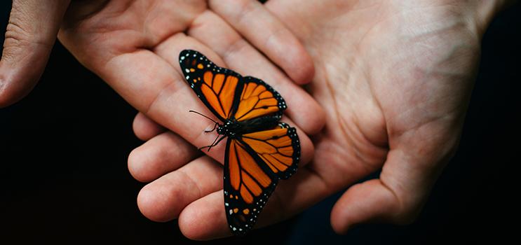 Picture of hands holding a beautiful black and orange butterfly