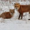 Two red foxes in a snowy field