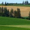 Rolling green hills and forested hedgerow of rural PEI