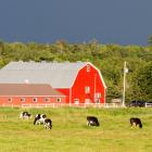 Dairy cows graze in field in St. Peters, PEI