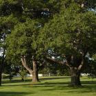 red oak trees