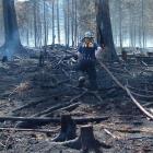 Firefighter managing PEI forest fire