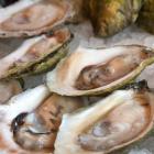 Malpeque oysters on ice