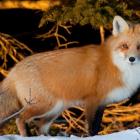 Image of red fox in winter, Prince Edward Island, (c) Tourism PEI