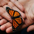 Image de mains tenant un beau papillon noir et orange