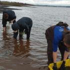 Watershed staff and volunteers working along the coastline