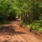 The photo shows a straight, wooded dirt road