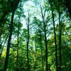 image d'arbres dans une forêt