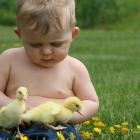 Baby sitting in field with ducklings