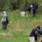 A group of students are bent over planting trees in a field