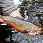 Picture of a Trout 