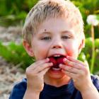 Young boy eating strawberries
