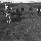 Photo de quatre hommes qui récoltent des pommes de terre à la main dans un champ à l’Île-du-Prince-Édouard, v. 1910. À l’avant-plan, il y a un cheval, une charrette et un chien.