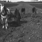 Photograph of four men harvesting potatoes by hand in a field in Prince Edward Island, ca. 1910. In the foreground there is a horse, cart, and dog.