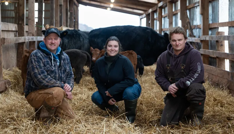 Two men and a woman squat in a barn with cows behind them.