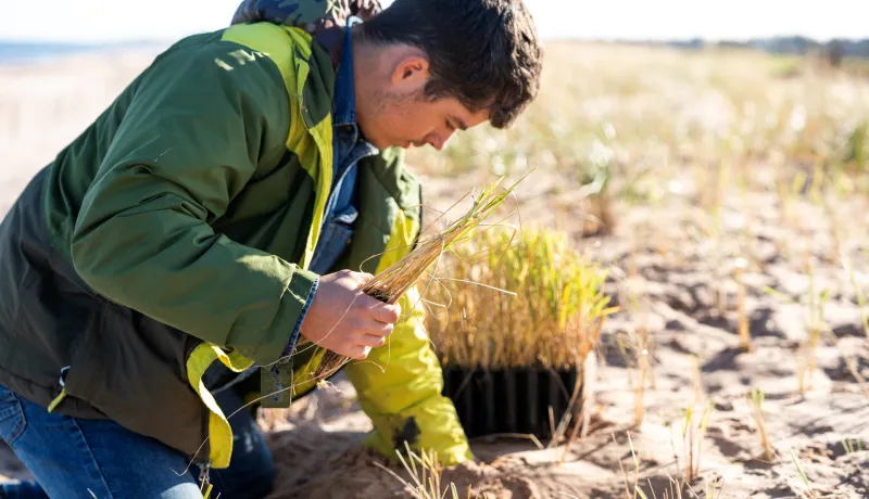 A person planting marram grass on a sand dune. 