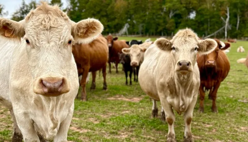 Cattle grazing in field