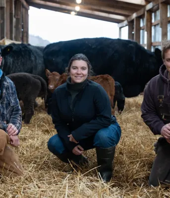Two men and a woman squat in a barn with cows behind them.