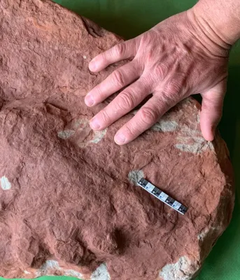Image of large fossil with man&#039;s hand next to it 