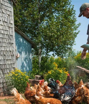Un jeune homme nourrit des poules par une journée d'été.