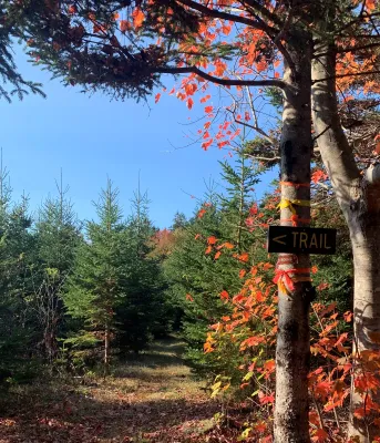 Brookvale Demonstration Woodlot Trail
