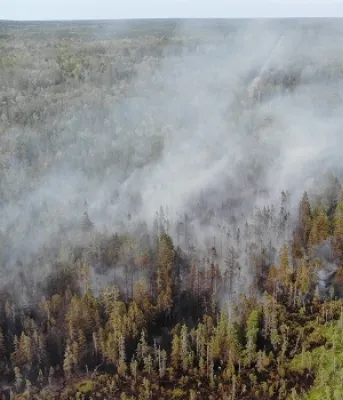 Forest fires burning