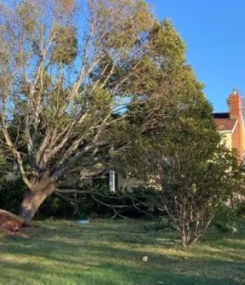 image of a tree that has fallen onto a house
