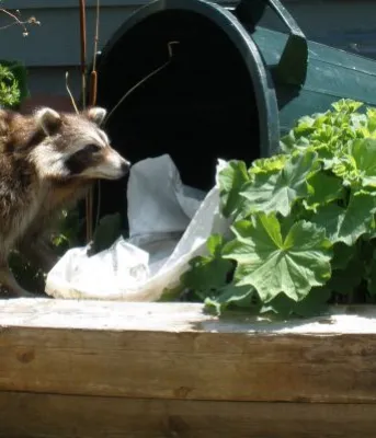 Raccoon getting into garbage can