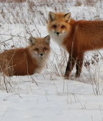 Fox and kit play in the snow in Stratford
