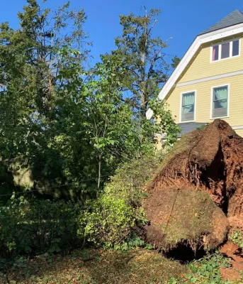 a fallen tree with roots exposed