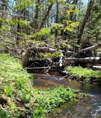 image of fallen tress in forest