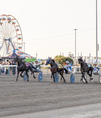 image de chevaux de course sous harnais en pleine course avec un milieu en arrière-plan