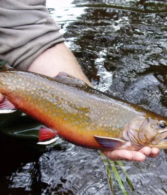 Man's hands holding a trout over a river.