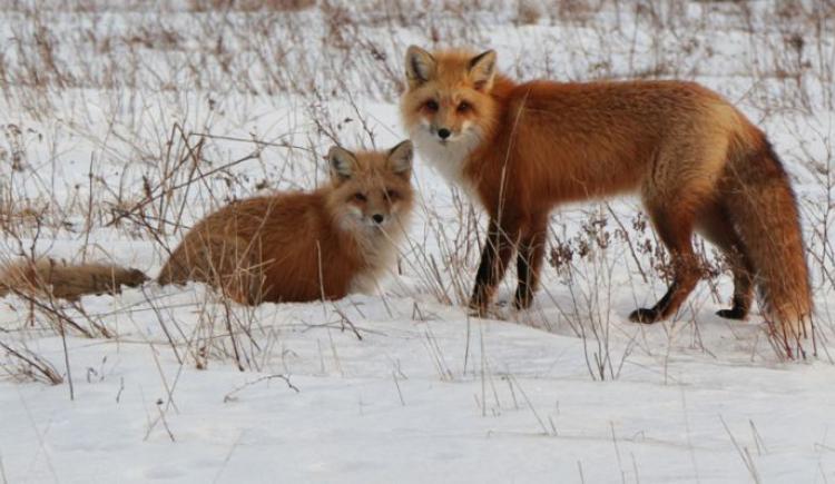 Fox and kit play in the snow in Stratford