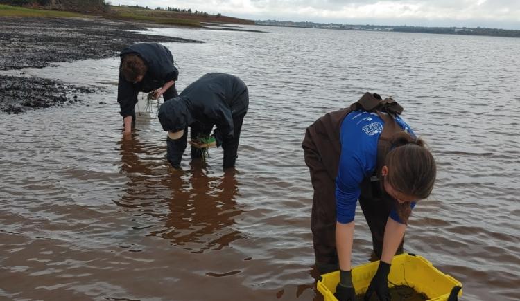 Watershed staff and volunteers working along the coastline