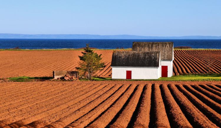 Image showing a red dirt potato field with the water in the background